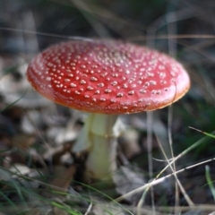 Amanita muscaria at Molonglo Valley, ACT - 29 Apr 2017