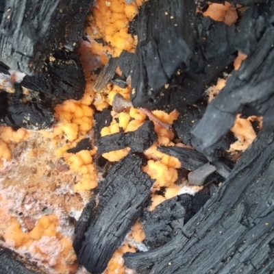 Pyronema sp. (A fire fungus) at Aranda Bushland - 28 May 2017 by forgebbaboudit