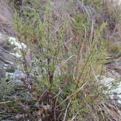 Cheilanthes sieberi (Rock Fern) at Pine Island to Point Hut - 25 May 2017 by michaelb