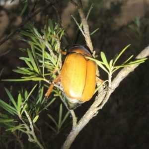 Anoplognathus brunnipennis at Tuggeranong, ACT - 25 May 2017 06:48 PM