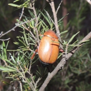 Anoplognathus brunnipennis at Tuggeranong, ACT - 25 May 2017 06:48 PM