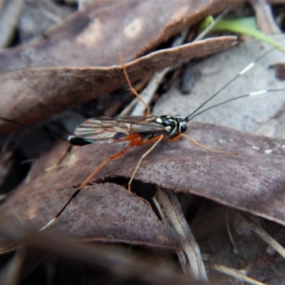 Gotra sp. (genus) (Unidentified Gotra ichneumon wasp) at Mount Painter - 30 May 2017 by CathB