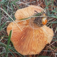 Lactarius deliciosus (Saffron Milkcap) at Sullivans Creek, Turner - 30 Apr 2017 by forgebbaboudit