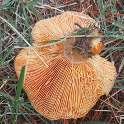 Lactarius deliciosus (Saffron Milkcap) at Haig Park - 30 Apr 2017 by forgebbaboudit