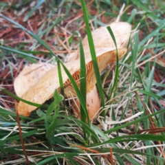 Lactarius deliciosus at Haig Park - 30 Apr 2017