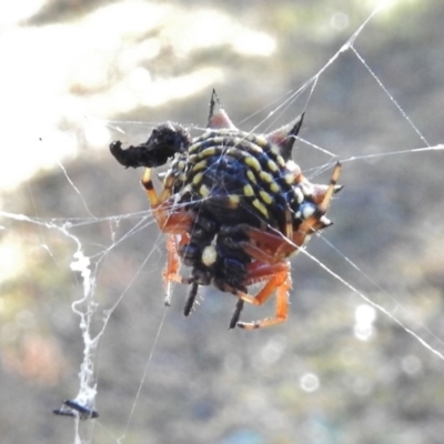 Austracantha minax (Christmas Spider, Jewel Spider) at O'Malley, ACT - 30 May 2017 by JohnBundock