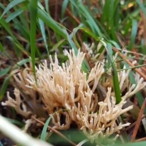 Ramaria sp. at Crace, ACT - 21 May 2017