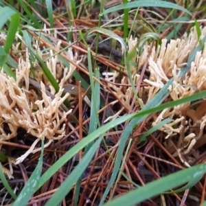 Ramaria sp. at Crace, ACT - 21 May 2017