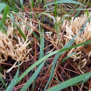 Ramaria sp. (genus) at Crace, ACT - 21 May 2017 01:23 PM