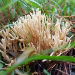 Ramaria sp. (genus) at Crace, ACT - 21 May 2017 01:23 PM