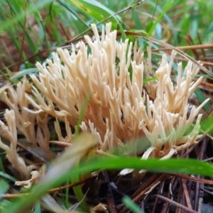 Ramaria sp. at Crace, ACT - 21 May 2017