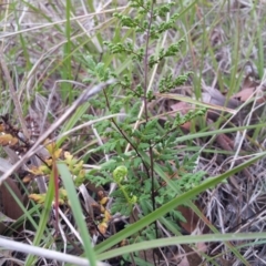 Cheilanthes austrotenuifolia (Rock Fern) at Kambah, ACT - 25 May 2017 by RosemaryRoth