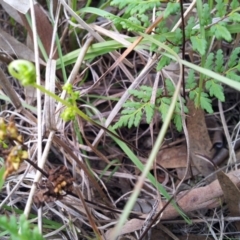 Cheilanthes austrotenuifolia at Kambah, ACT - 25 May 2017