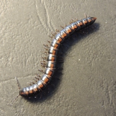 Solaenodolichopus sp. (genus) (Millepede) at Pine Island to Point Hut - 3 Feb 2016 by michaelb