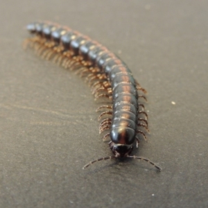 Solaenodolichopus sp. (genus) at Greenway, ACT - 4 Feb 2016