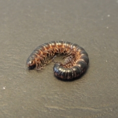 Solaenodolichopus sp. (genus) at Greenway, ACT - 4 Feb 2016