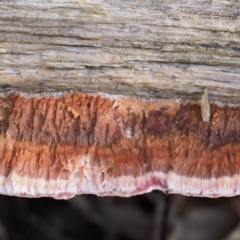 Rhodofomitopsis lilacinogilva complex at Cotter River, ACT - 25 May 2017