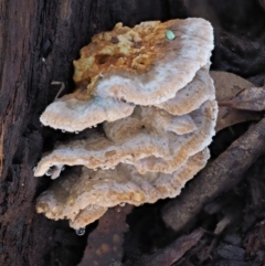 Postia punctata at Cotter River, ACT - 25 May 2017 by KenT