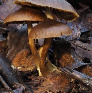 zz agaric (stem; gills not white/cream) at Cotter River, ACT - 22 May 2017 11:22 AM