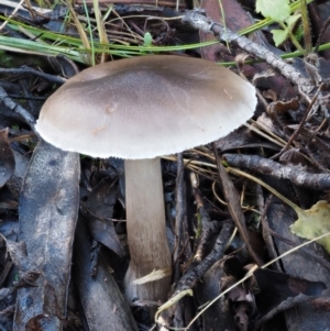 Tricholoma sp. (gills white/creamy) at Tennent, ACT - 21 May 2017