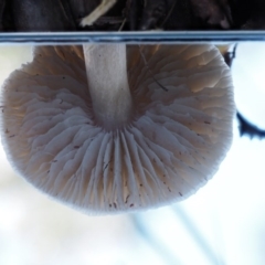 Tricholoma sp. (gills white/creamy) at Tennent, ACT - 21 May 2017