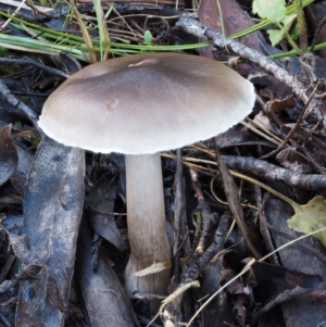 Tricholoma sp. (gills white/creamy) at Tennent, ACT - 21 May 2017 01:40 PM