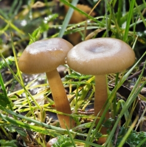 Hygrocybe sp. (gills white/cream) at Tennent, ACT - 21 May 2017