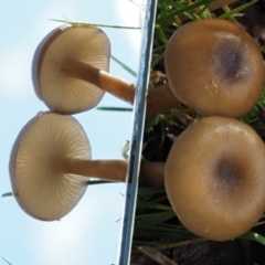 Hygrocybe sp. (gills white/cream) at Tennent, ACT - 21 May 2017