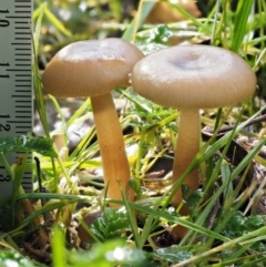 Hygrocybe sp. (gills white/cream) at Tennent, ACT - 21 May 2017