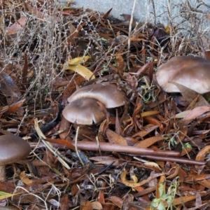 zz agaric (stem; gills not white/cream) at Tennent, ACT - 21 May 2017