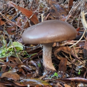 zz agaric (stem; gills not white/cream) at Tennent, ACT - 21 May 2017 09:51 AM