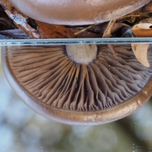 zz agaric (stem; gills not white/cream) at Tennent, ACT - 21 May 2017