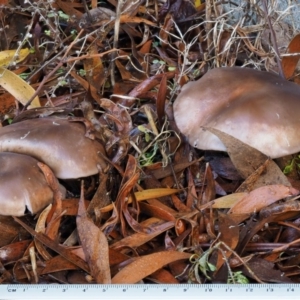 zz agaric (stem; gills not white/cream) at Tennent, ACT - 21 May 2017