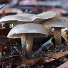 Clitocybe s. l. at Tennent, ACT - 21 May 2017 09:38 AM