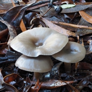 Clitocybe s. l. at Tennent, ACT - 21 May 2017 09:38 AM