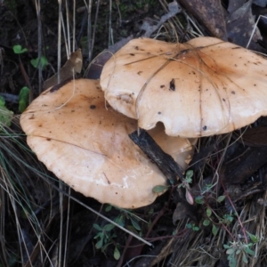 Tricholoma eucalypticum at Namadgi National Park - 25 May 2017 09:03 AM