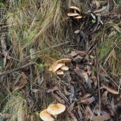 Tricholoma eucalypticum at Namadgi National Park - 25 May 2017