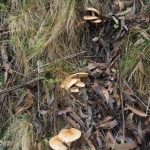 Tricholoma eucalypticum at Namadgi National Park - 25 May 2017 09:03 AM