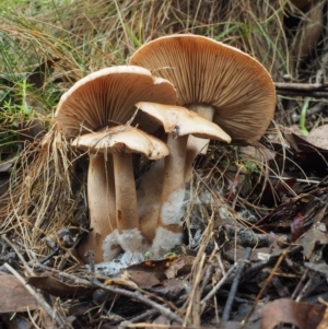 Tricholoma eucalypticum at Namadgi National Park - 25 May 2017 09:03 AM