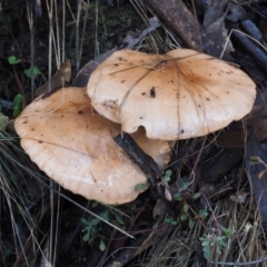 Tricholoma eucalypticum at Namadgi National Park - 25 May 2017 09:03 AM