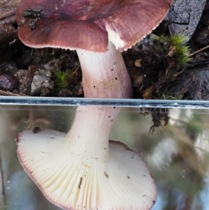 Russula 'purpureoflava group' at Tennent, ACT - 21 May 2017 01:02 PM