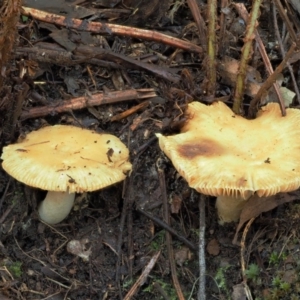 Russula neerimea at Cotter River, ACT - 25 May 2017 09:14 AM