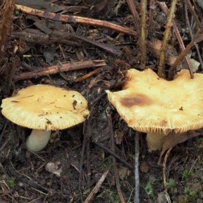 Russula neerimea at Cotter River, ACT - 24 May 2017 by KenT