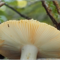 Russula neerimea at Cotter River, ACT - 25 May 2017