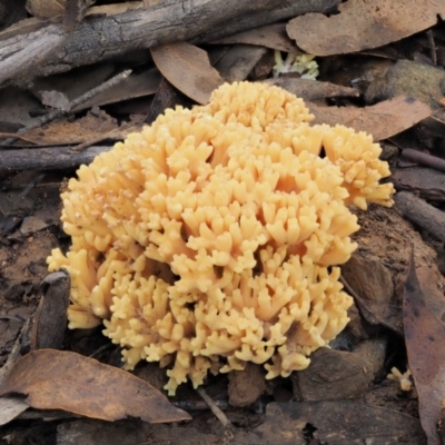 Ramaria sp. (genus) (A Coral fungus) at Cotter River, ACT - 25 May 2017 by KenT