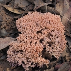 Ramaria sp. (A Coral fungus) at Cotter River, ACT - 25 May 2017 by KenT