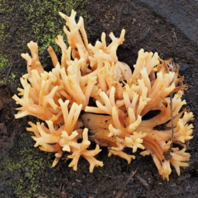 Ramaria sp. (A Coral fungus) at Cotter River, ACT - 25 May 2017 by KenT