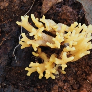 Ramaria sp. at Cotter River, ACT - 25 May 2017 10:47 AM