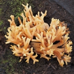 Ramaria sp. at Cotter River, ACT - 25 May 2017 10:47 AM