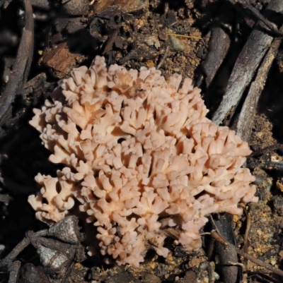 Ramaria sp. (A Coral fungus) at Cotter River, ACT - 21 May 2017 by KenT